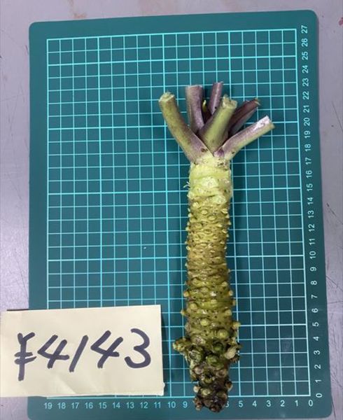 わさび