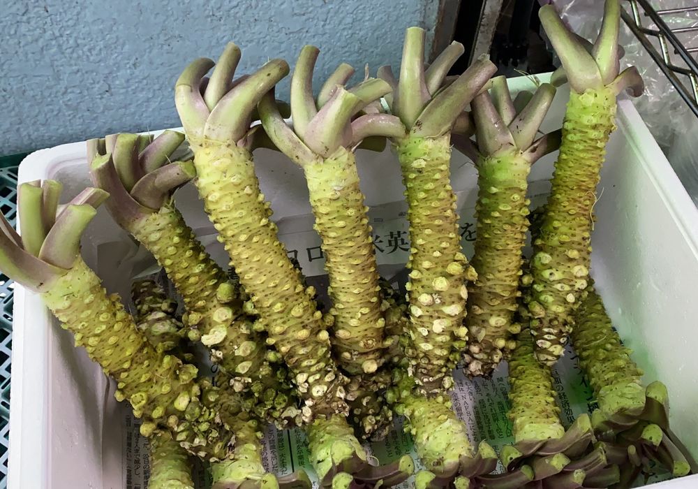 御殿場産のわさび