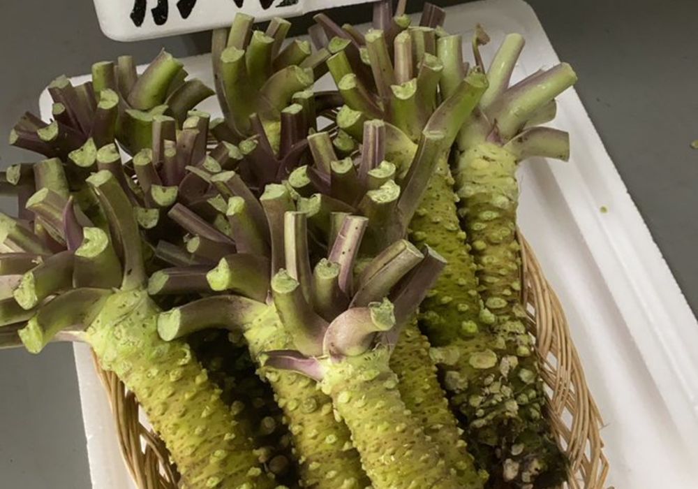 카츠 마타 17 개