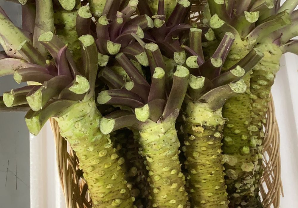 カツマタ 17本 築地から配達する中伊豆わさびや高知新生姜について紹介しています